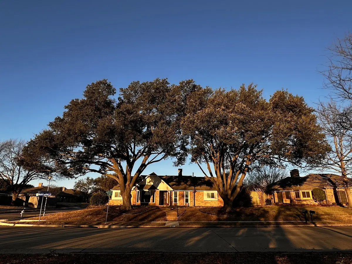 Established residential canopy tree shading a home in Milroy